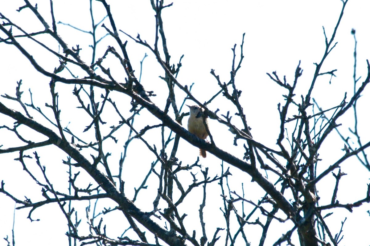 Carolina Wren - ML158325321