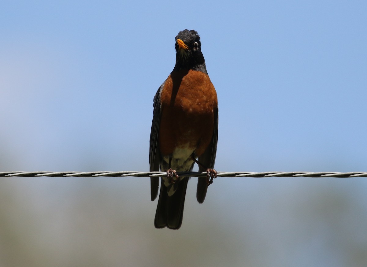 American Robin - ML158326781