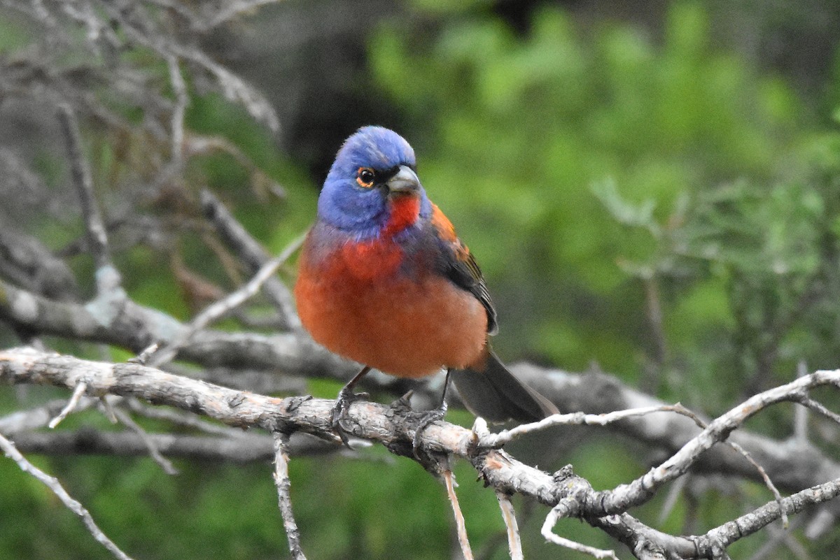 Varied x Painted Bunting (hybrid) - ML158327821