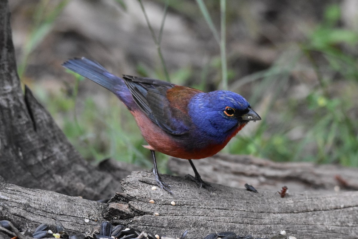 Varied x Painted Bunting (hybrid) - ML158327981