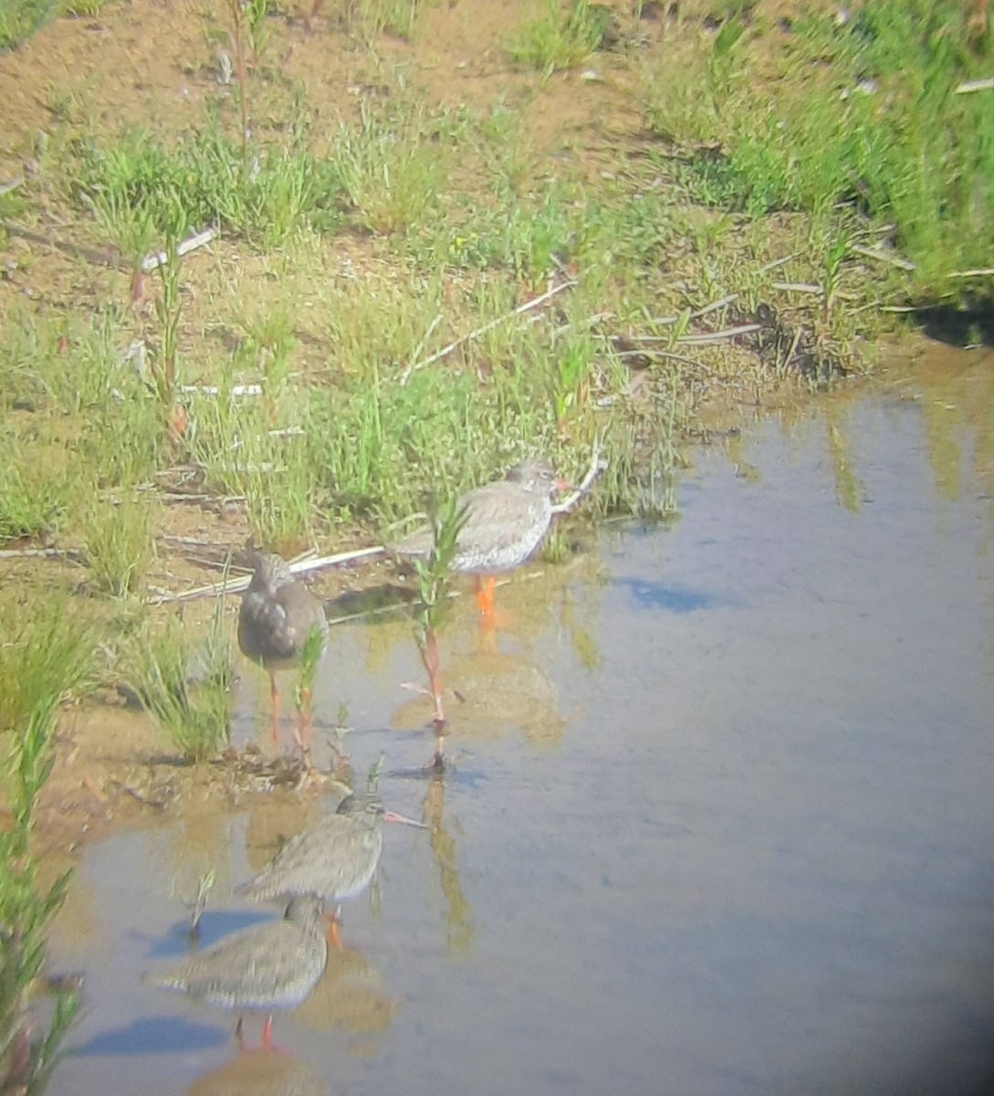 Common Redshank - ML158328801