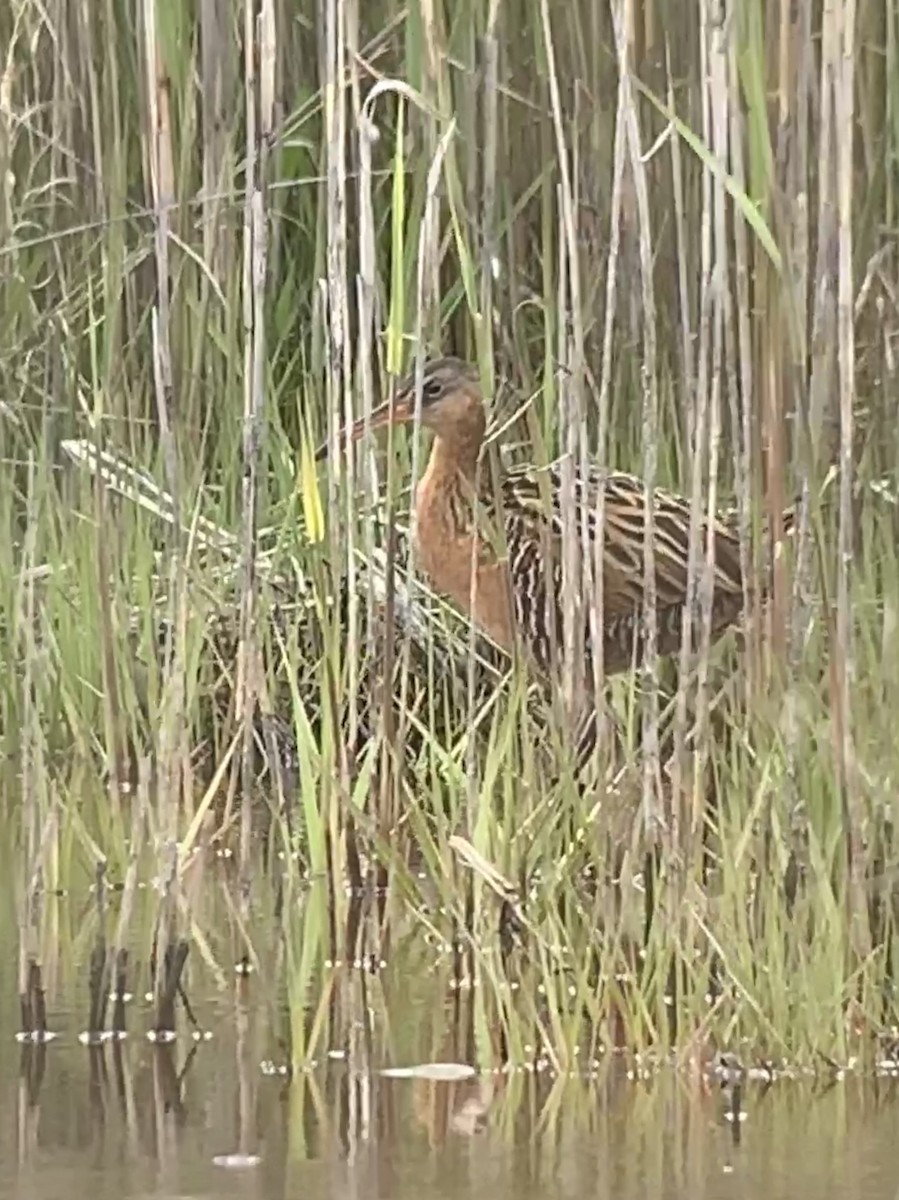 King Rail - Tina Green