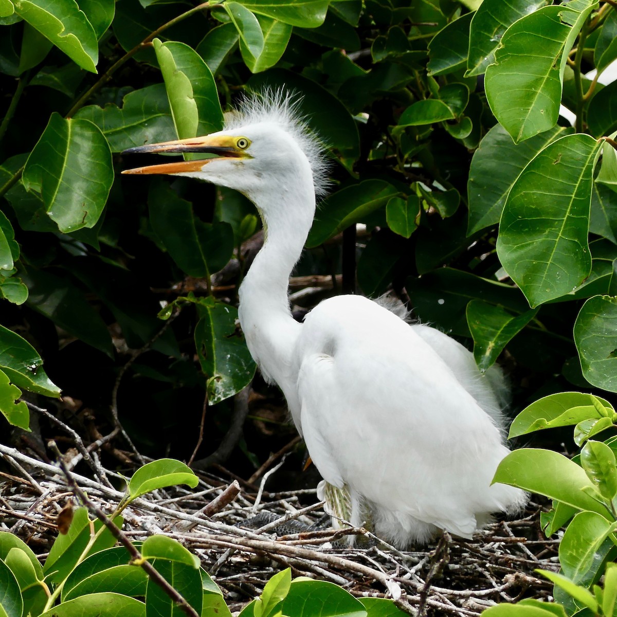 Great Egret (American) - Tom Shepard