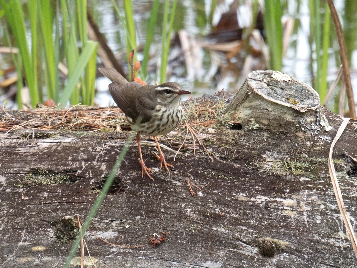 Louisiana Waterthrush - ML158333501