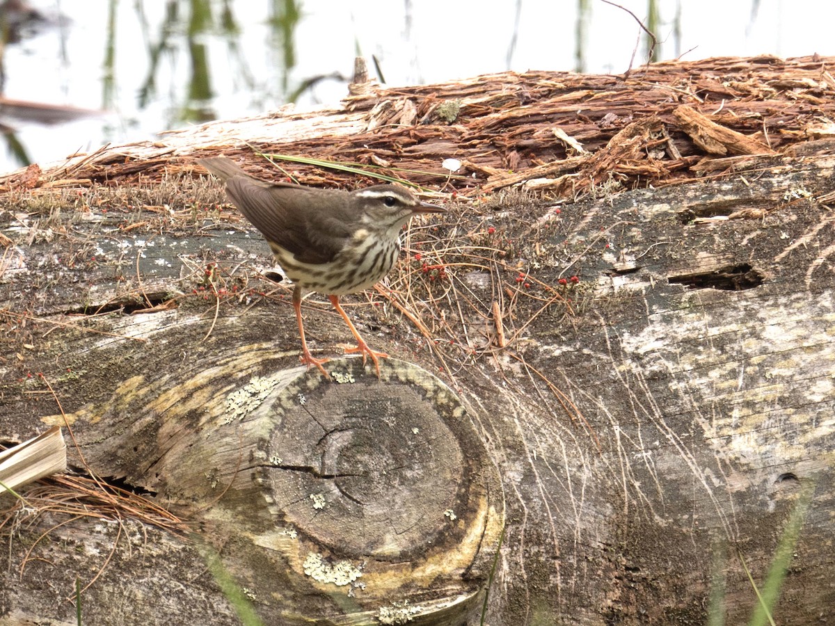 Louisiana Waterthrush - ML158333711