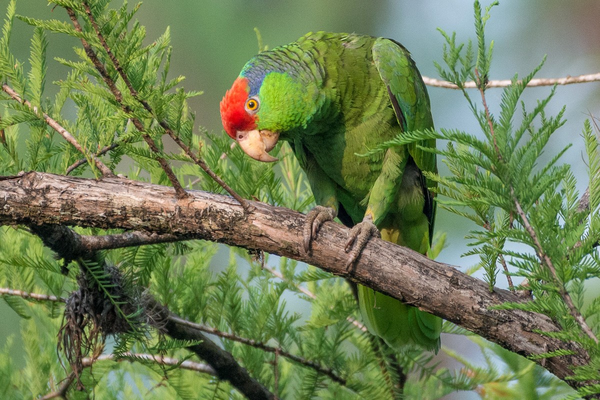 Red-crowned Amazon - Juan Miguel Artigas Azas