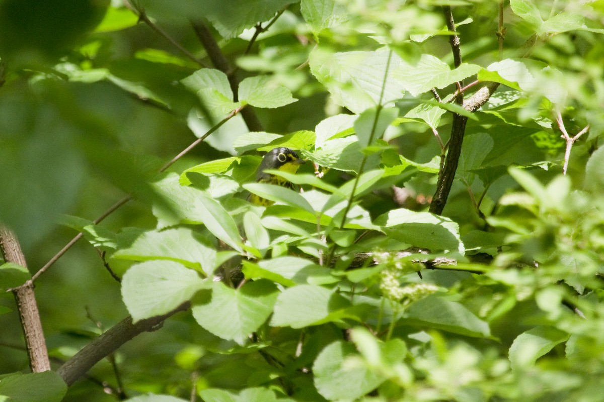 Canada Warbler - ML158335251