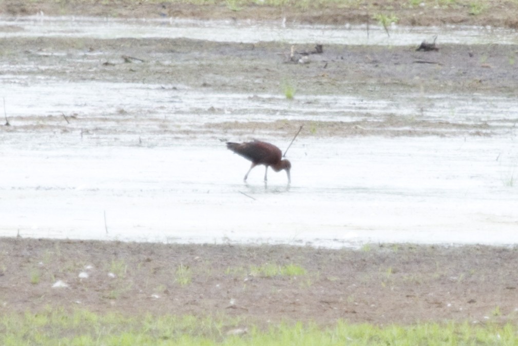 ibis hnědý - ML158336141