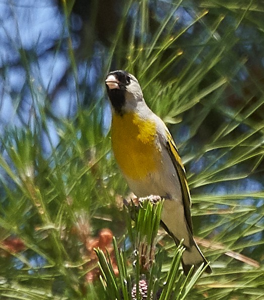 Lawrence's Goldfinch - Brooke Miller