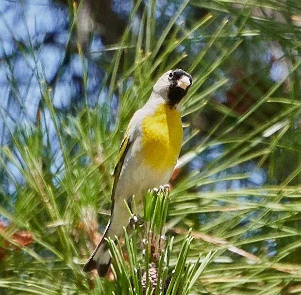 Lawrence's Goldfinch - ML158336441