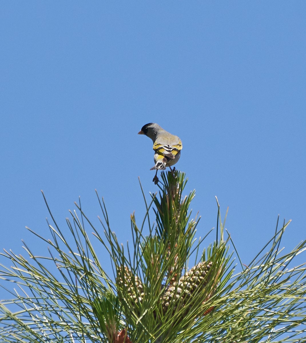 Lawrence's Goldfinch - ML158336461