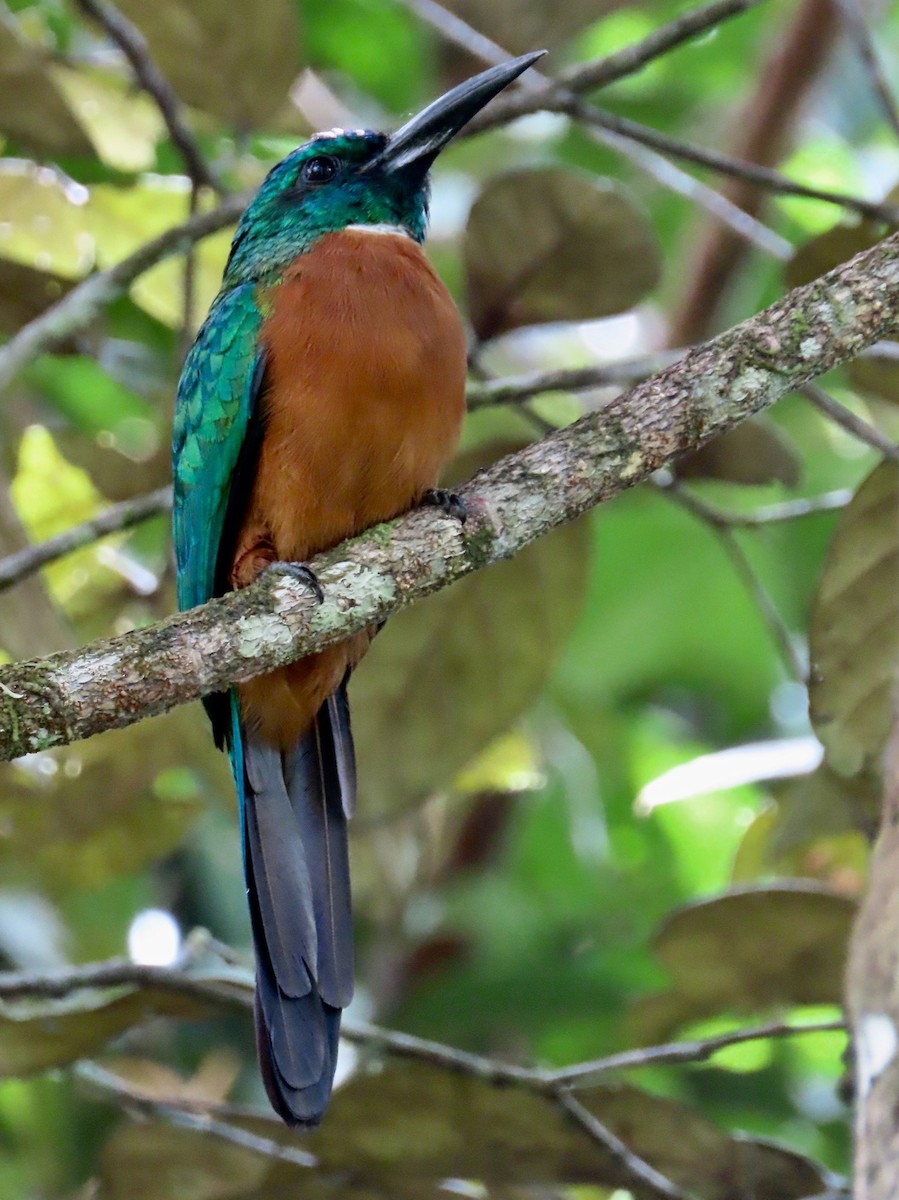 Jacamará Grande - ML158337001