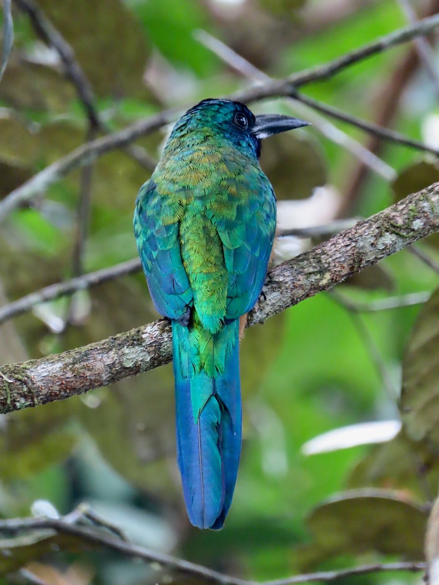 Jacamará Grande - ML158337011