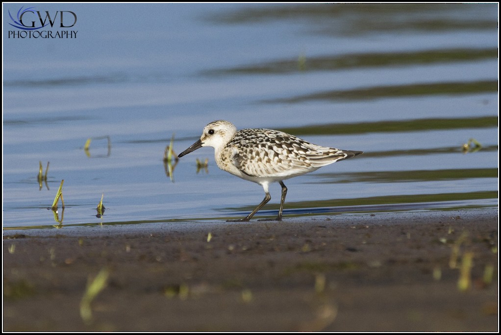 Sanderling - Gordon Dimmig