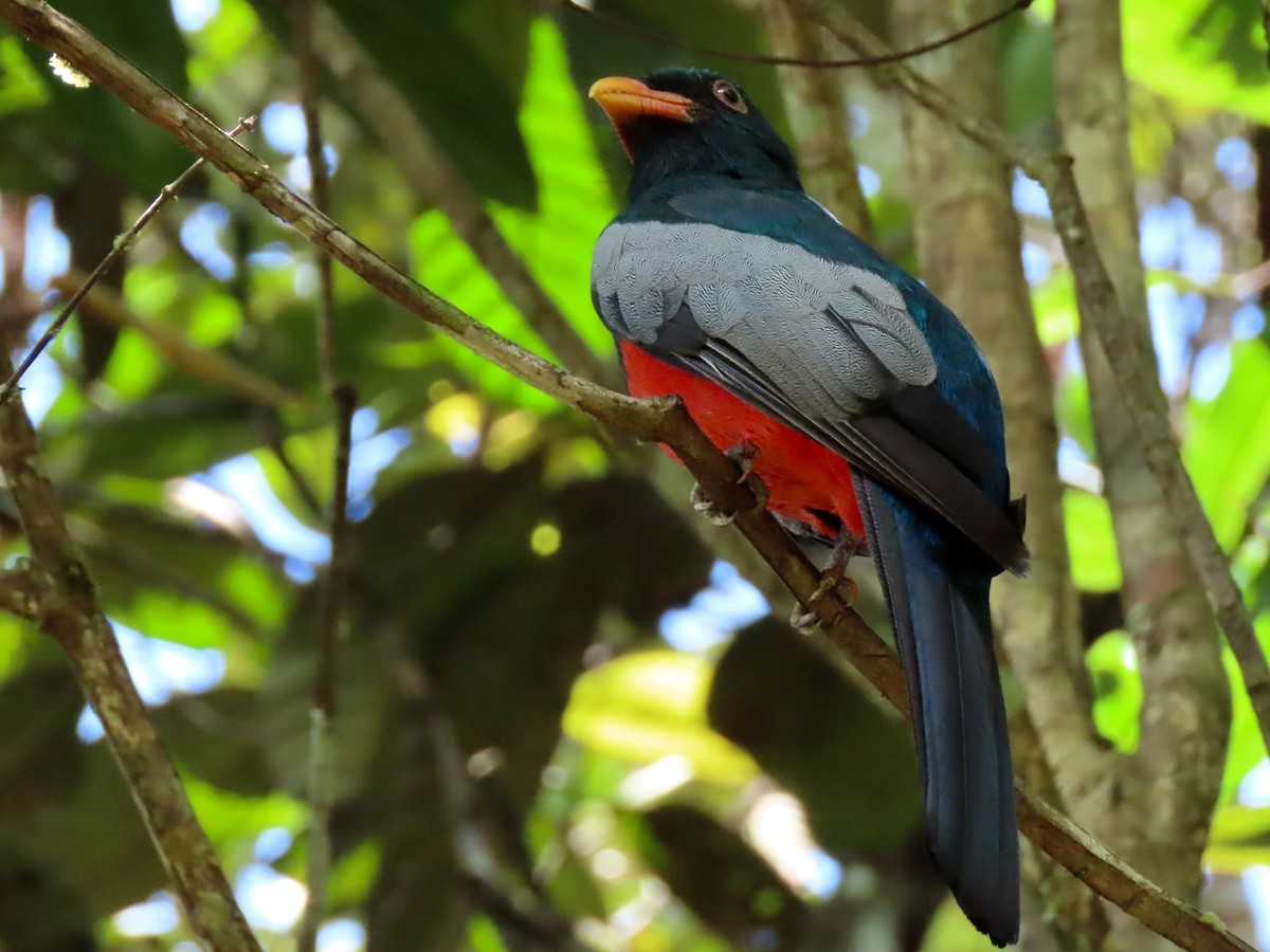 Trogón Grande - ML158337281