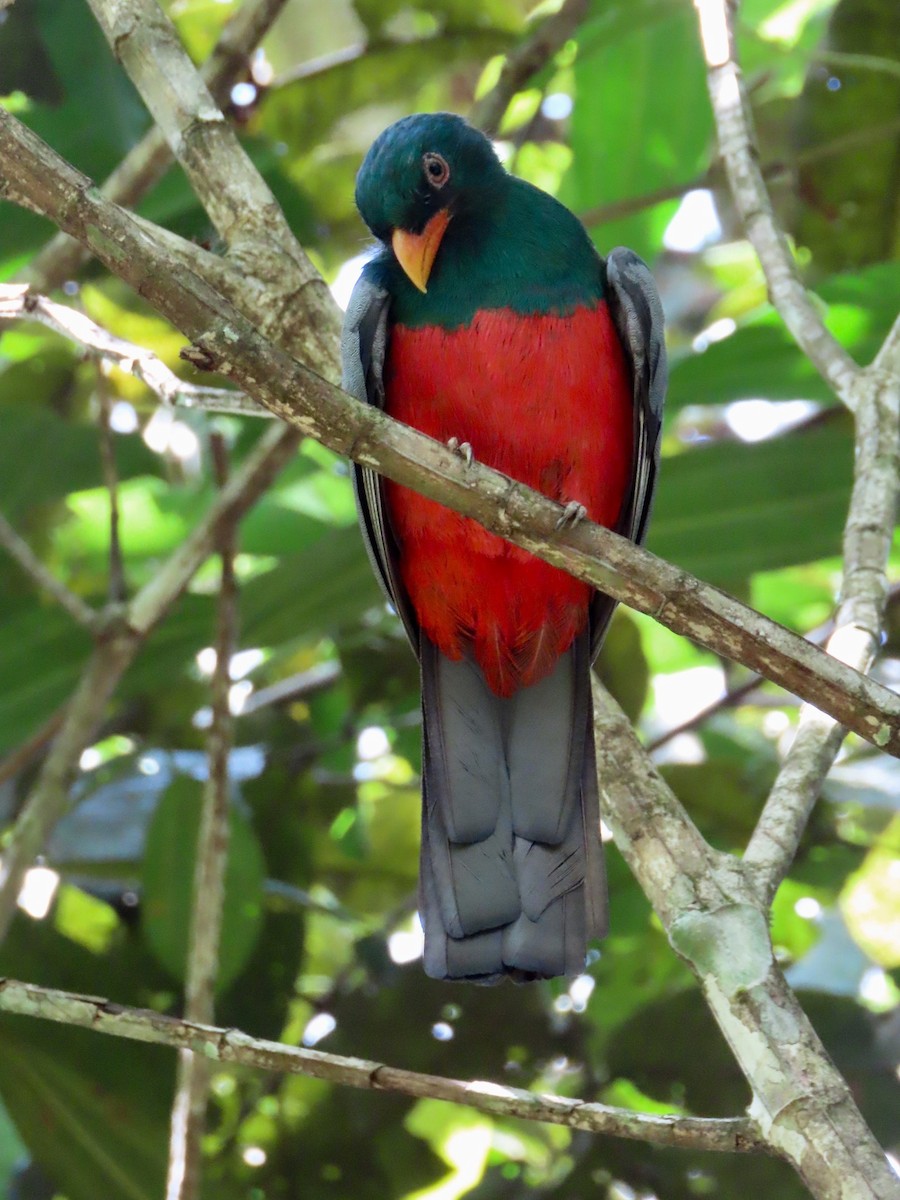 Trogón Grande - ML158337291
