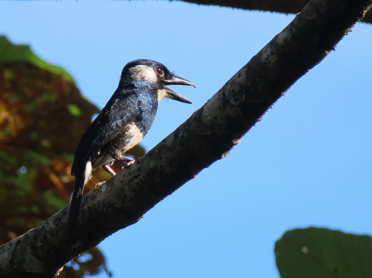 Buco Pechinegro - ML158337741