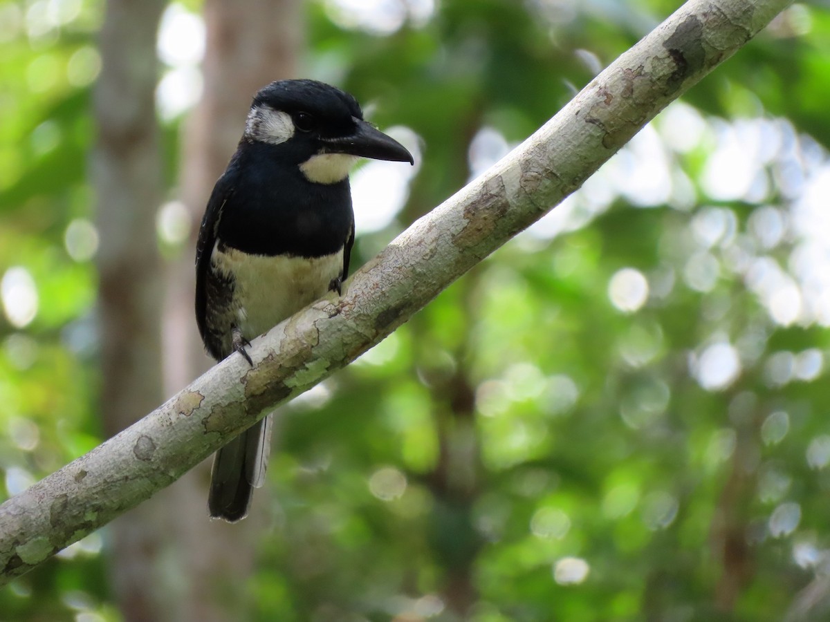 Buco Pechinegro - ML158337751