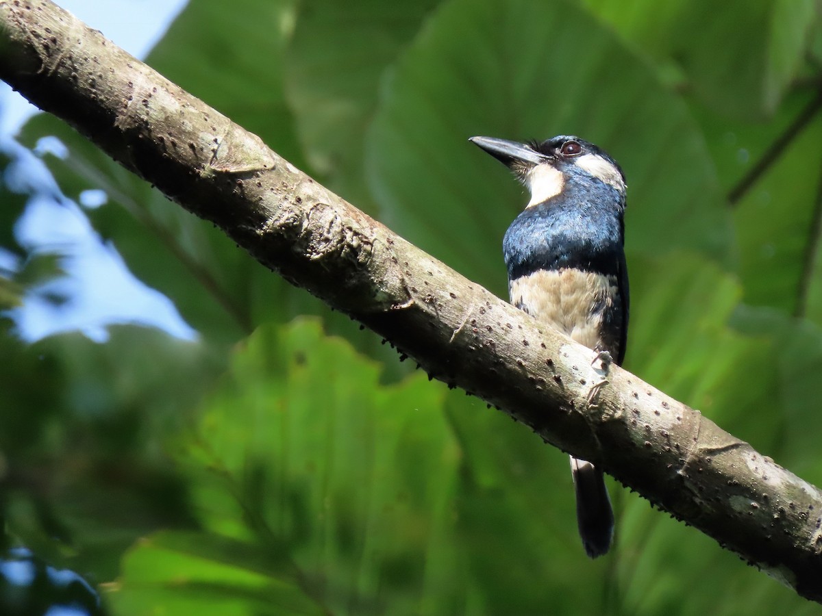 Buco Pechinegro - ML158337761