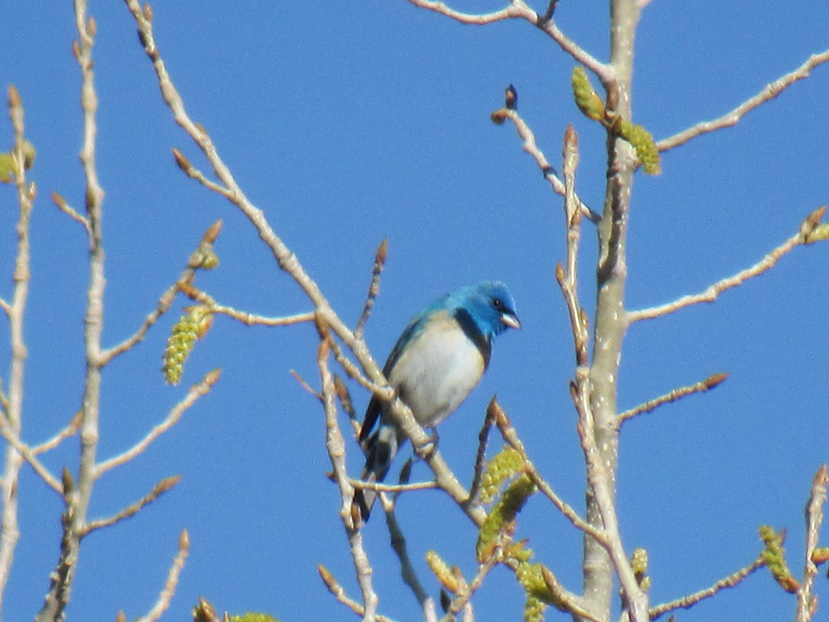 Lazuli Bunting - ML158337991