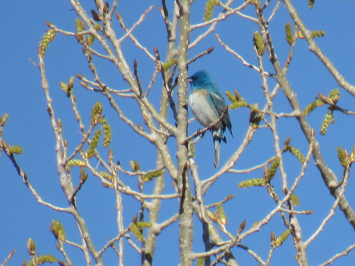 Lazuli Bunting - ML158338001