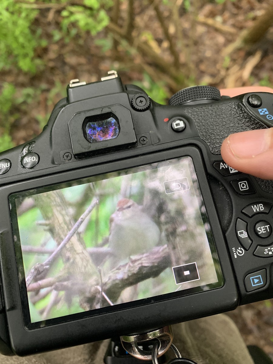 Swainson's Warbler - ML158338271