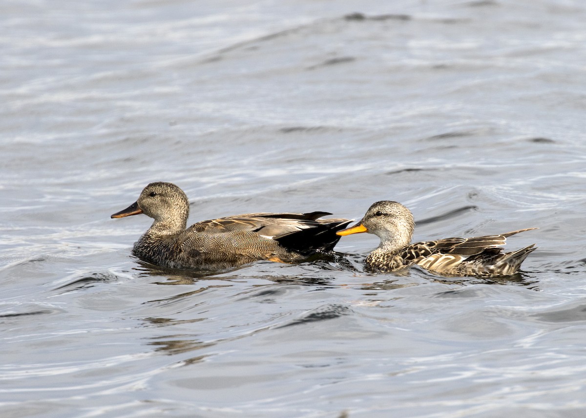 Gadwall - Bob Martinka