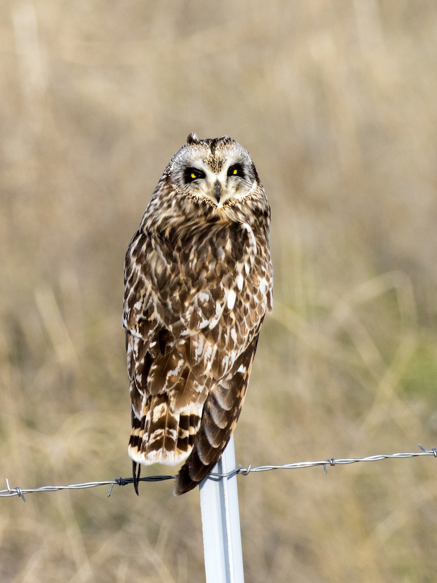 Short-eared Owl - Bob Martinka