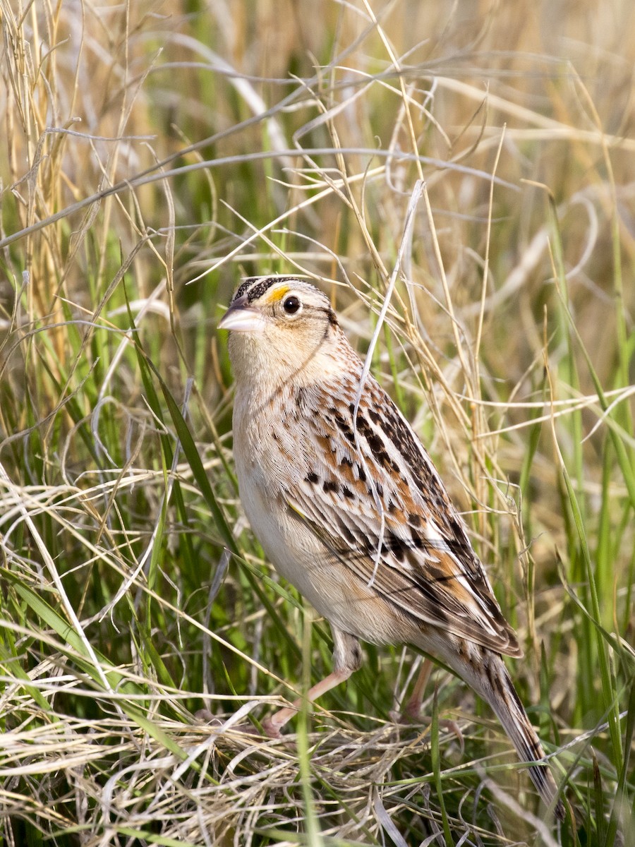 Grasshopper Sparrow - Bob Martinka