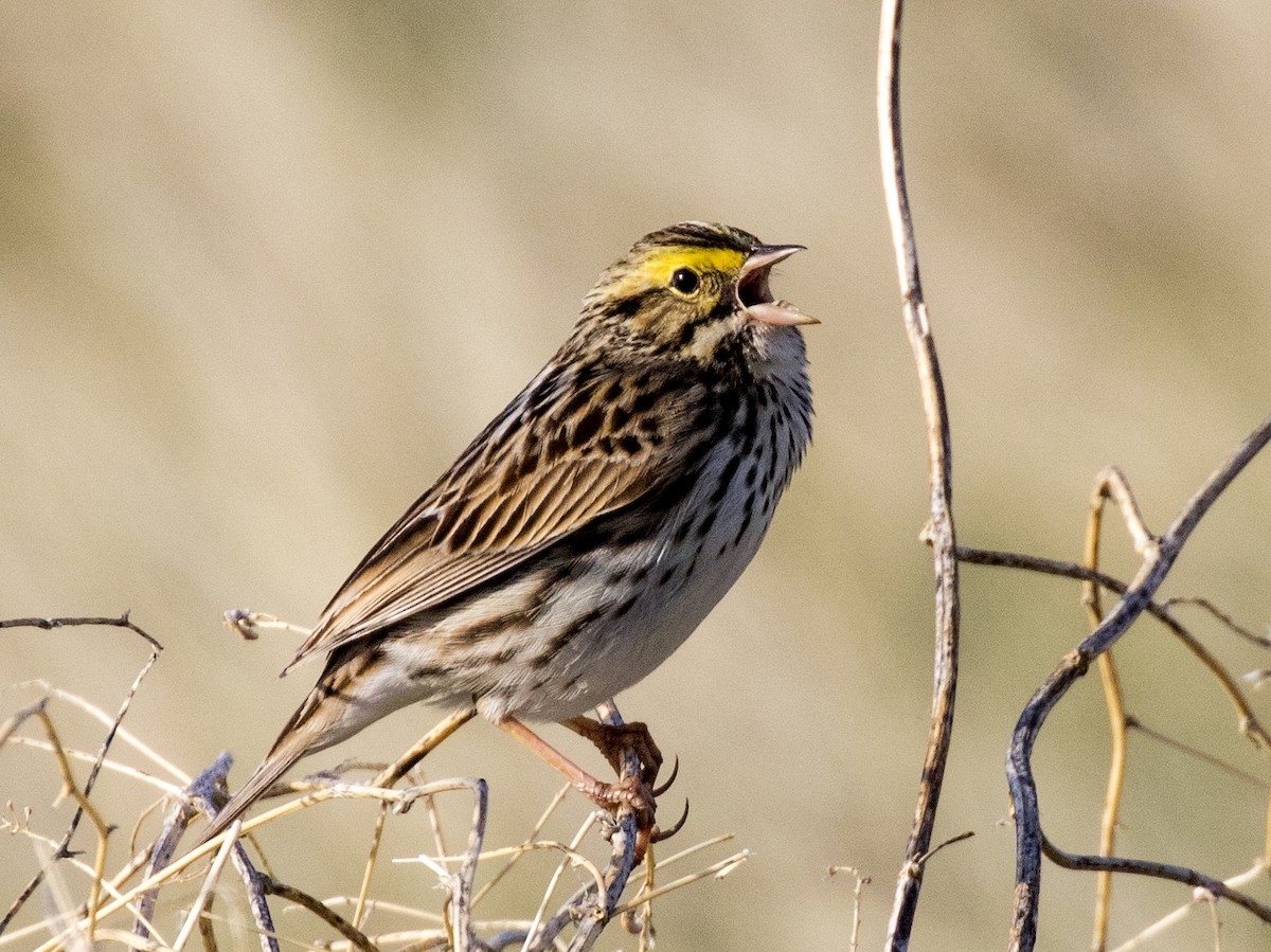 Savannah Sparrow - Bob Martinka