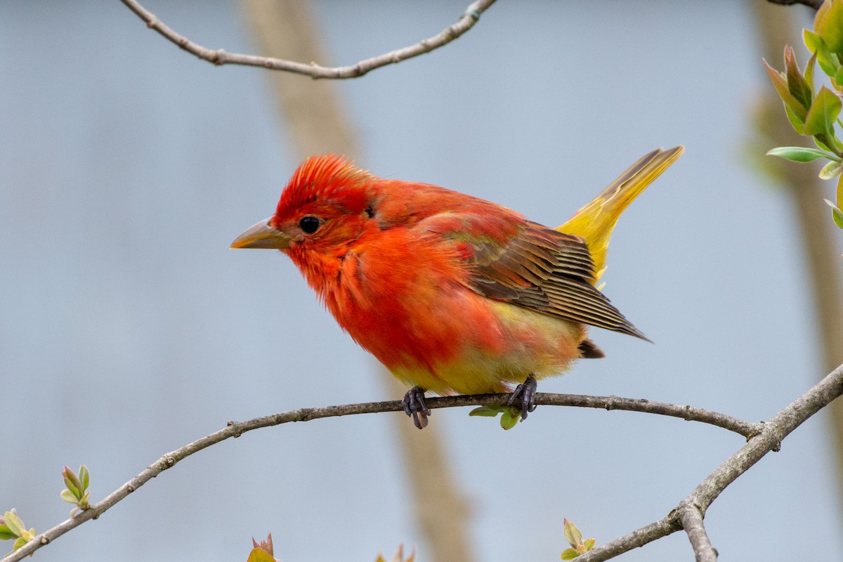 Summer Tanager - Heidi Franklin