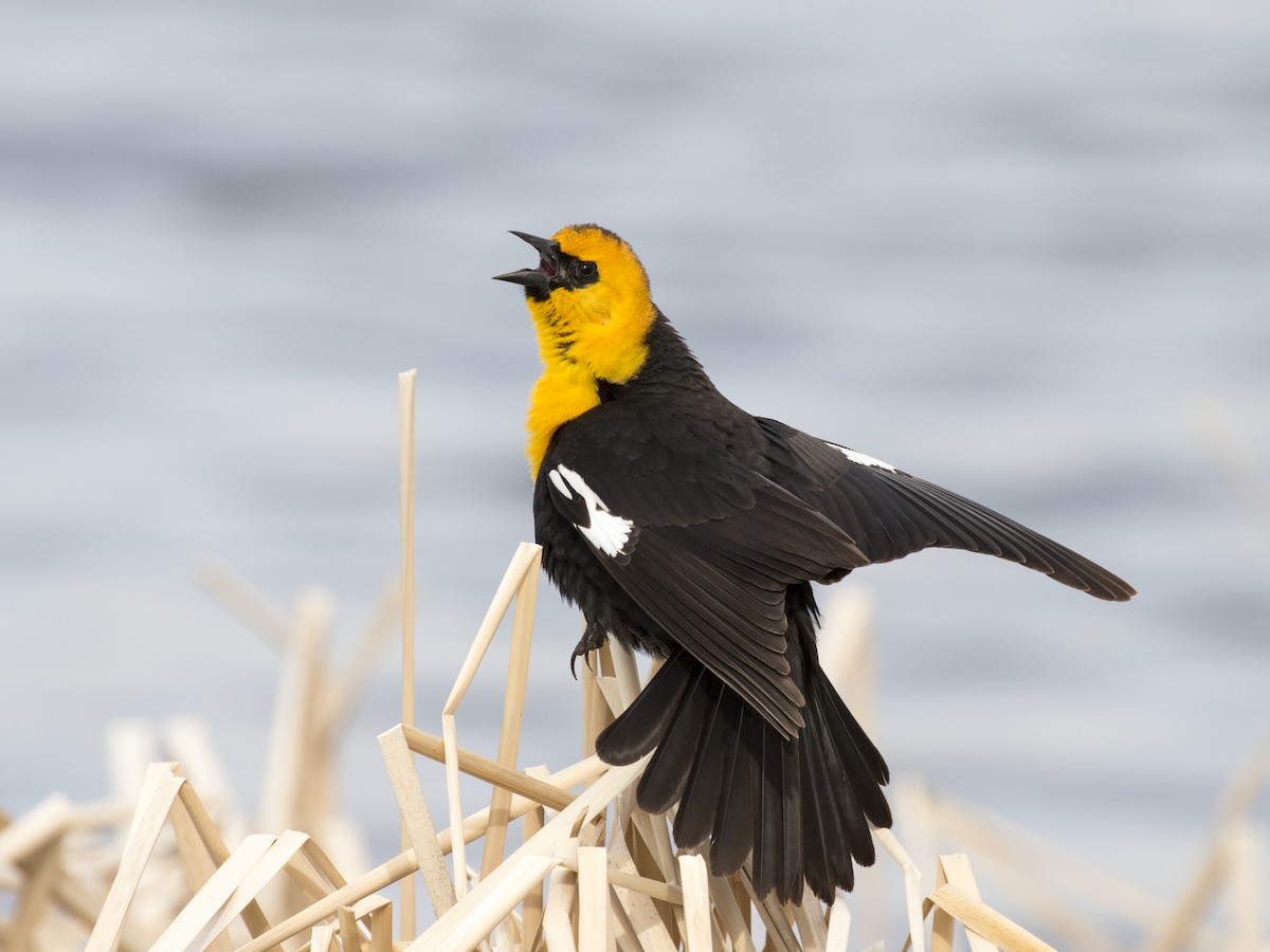 Yellow-headed Blackbird - ML158340101