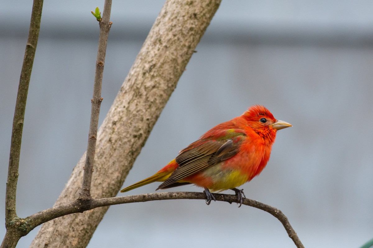 Summer Tanager - ML158340441