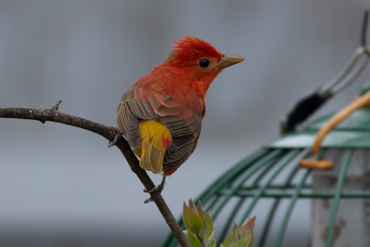 Summer Tanager - Heidi Franklin