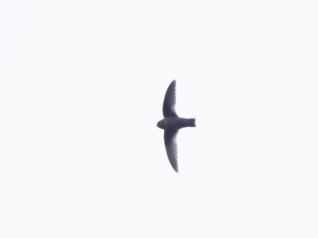 Chestnut-collared Swift - ML158342651