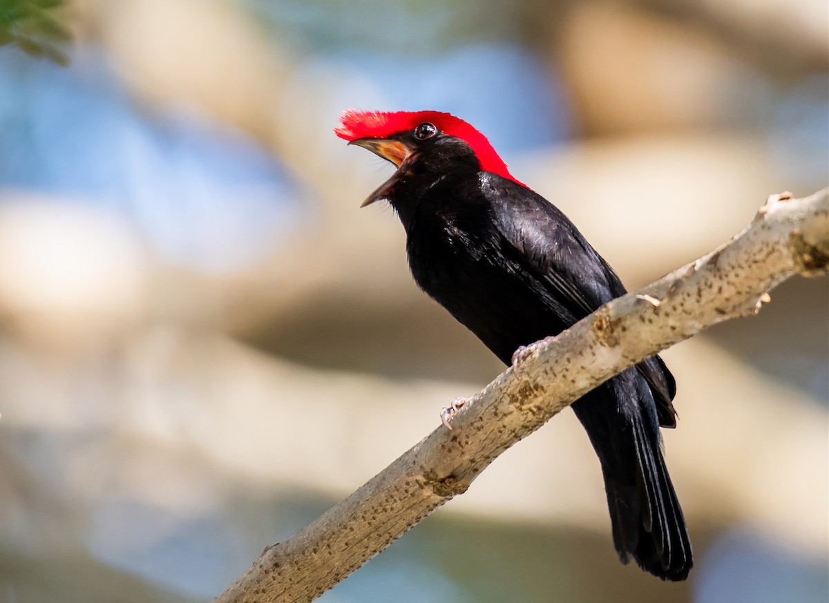 Helmeted Manakin - ML158343221