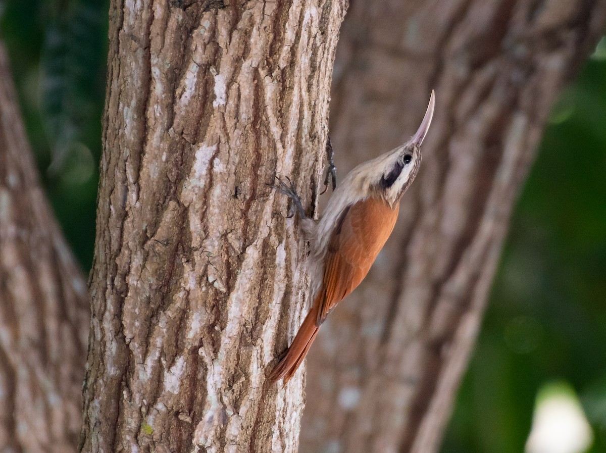 Narrow-billed Woodcreeper - ML158343481