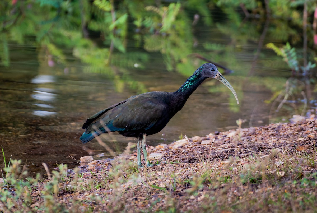 grønnakkeibis - ML158345331