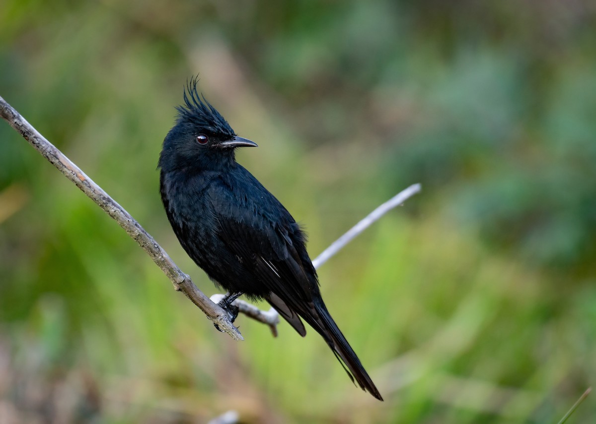 Crested Black-Tyrant - ML158345611