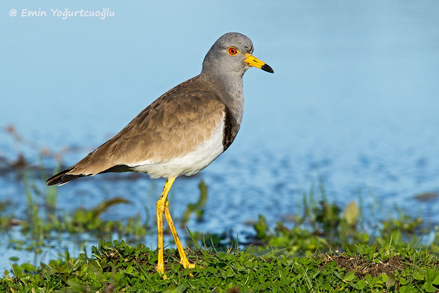 Gray-headed Lapwing - Emin Yogurtcuoglu I birddetective