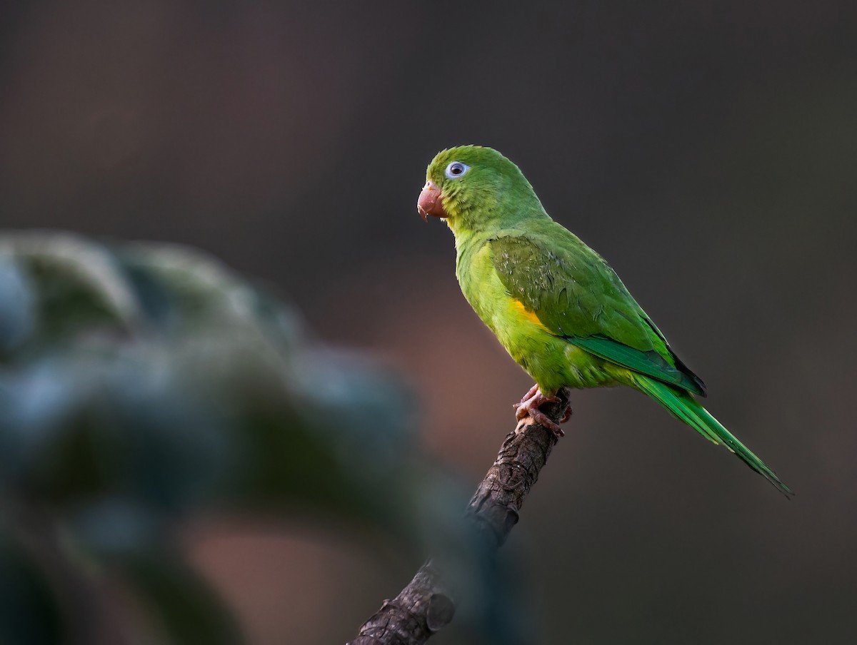 Yellow-chevroned Parakeet - ML158346651