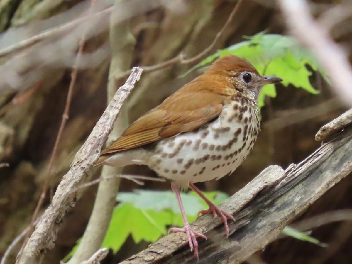 Wood Thrush - Roy Evans