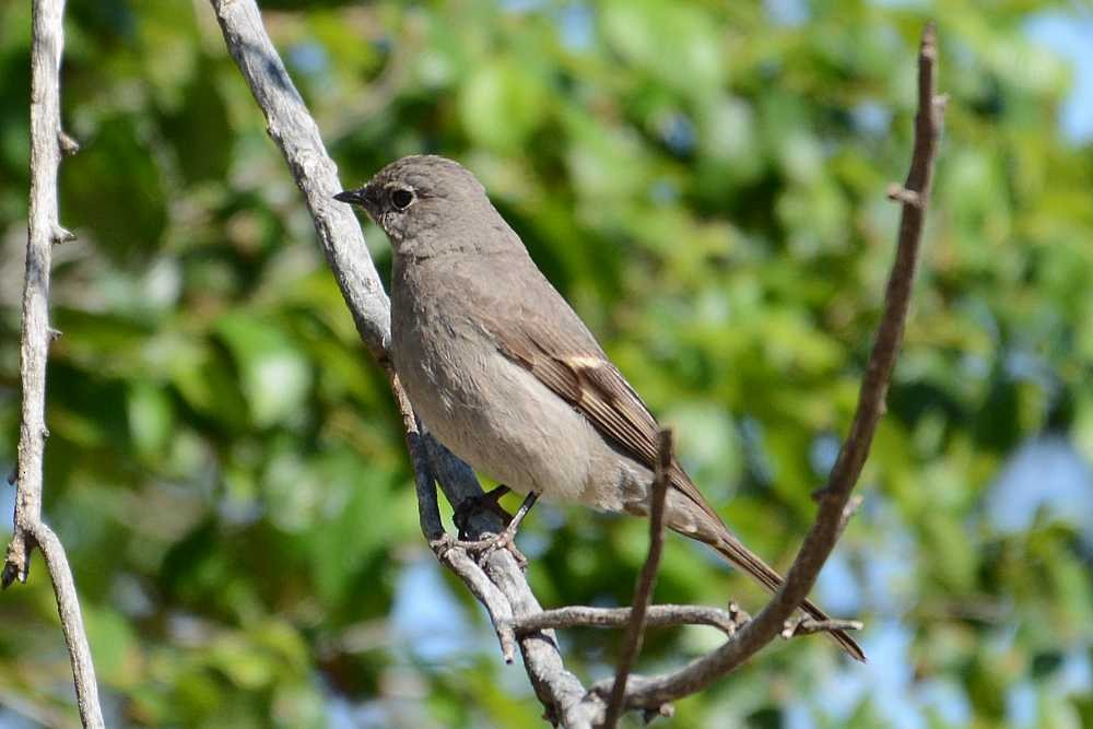 Townsend's Solitaire - ML158349011