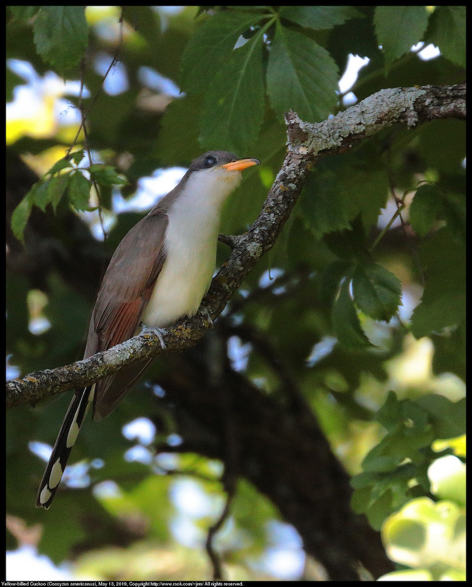 Yellow-billed Cuckoo - John Moyer