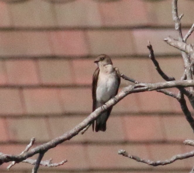 Northern Rough-winged Swallow - ML158353411