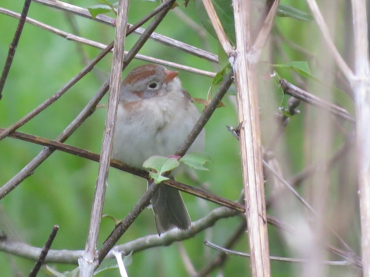 Field Sparrow - ML158354361