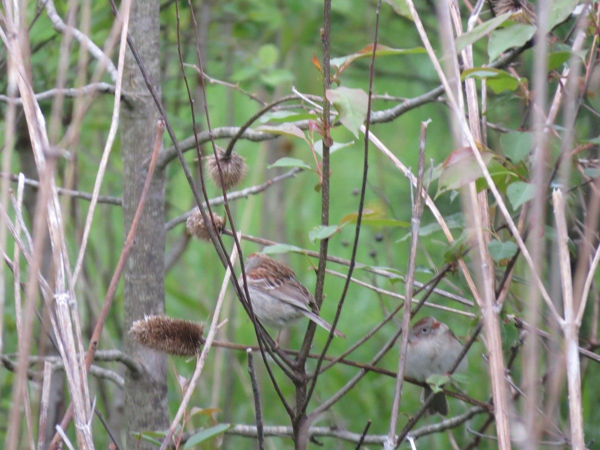 Field Sparrow - Ethan Maynard