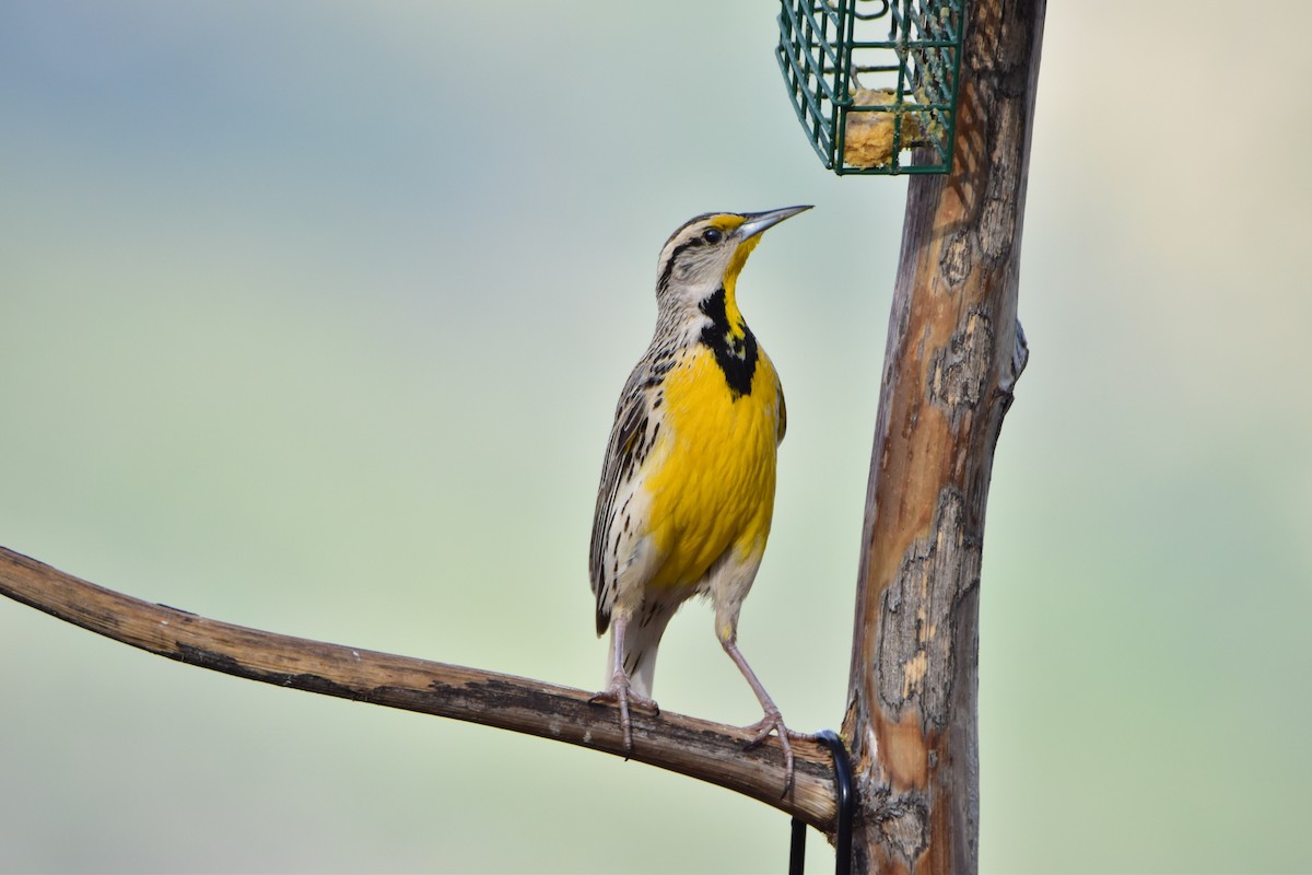 Chihuahuan Meadowlark - Connor Cochrane