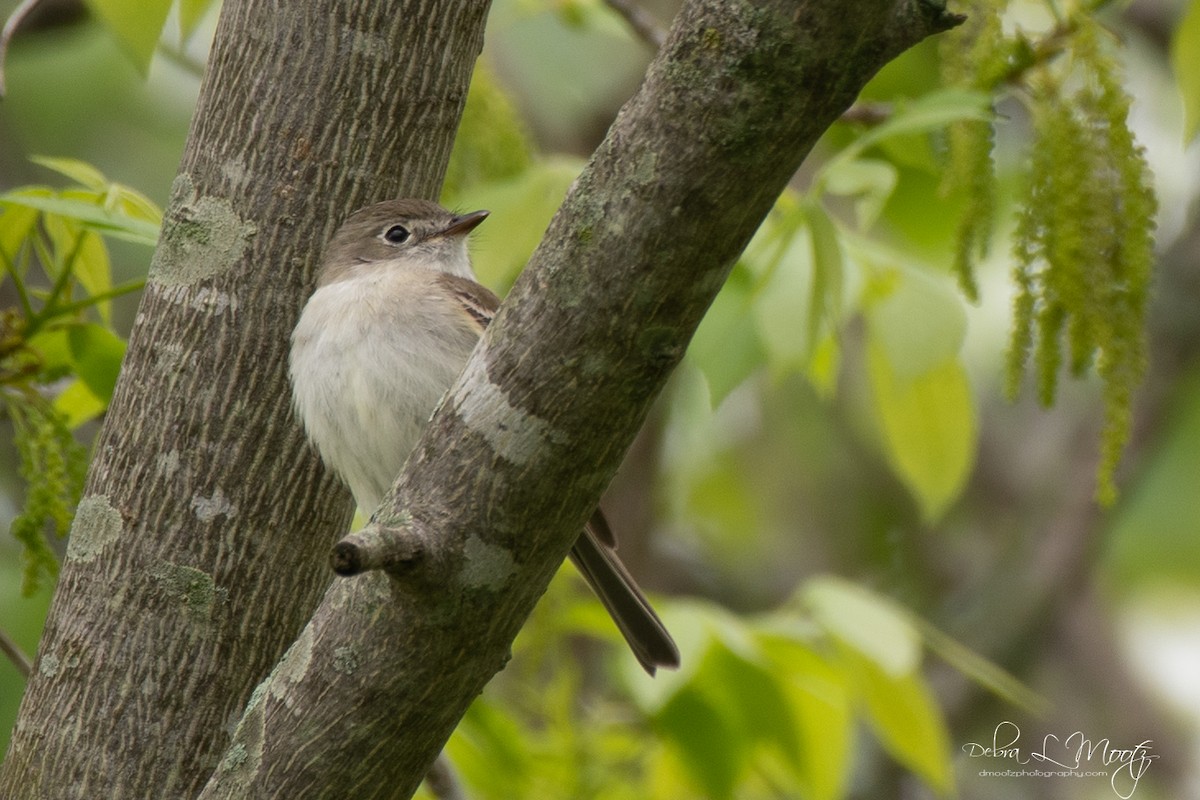 Least Flycatcher - ML158355641