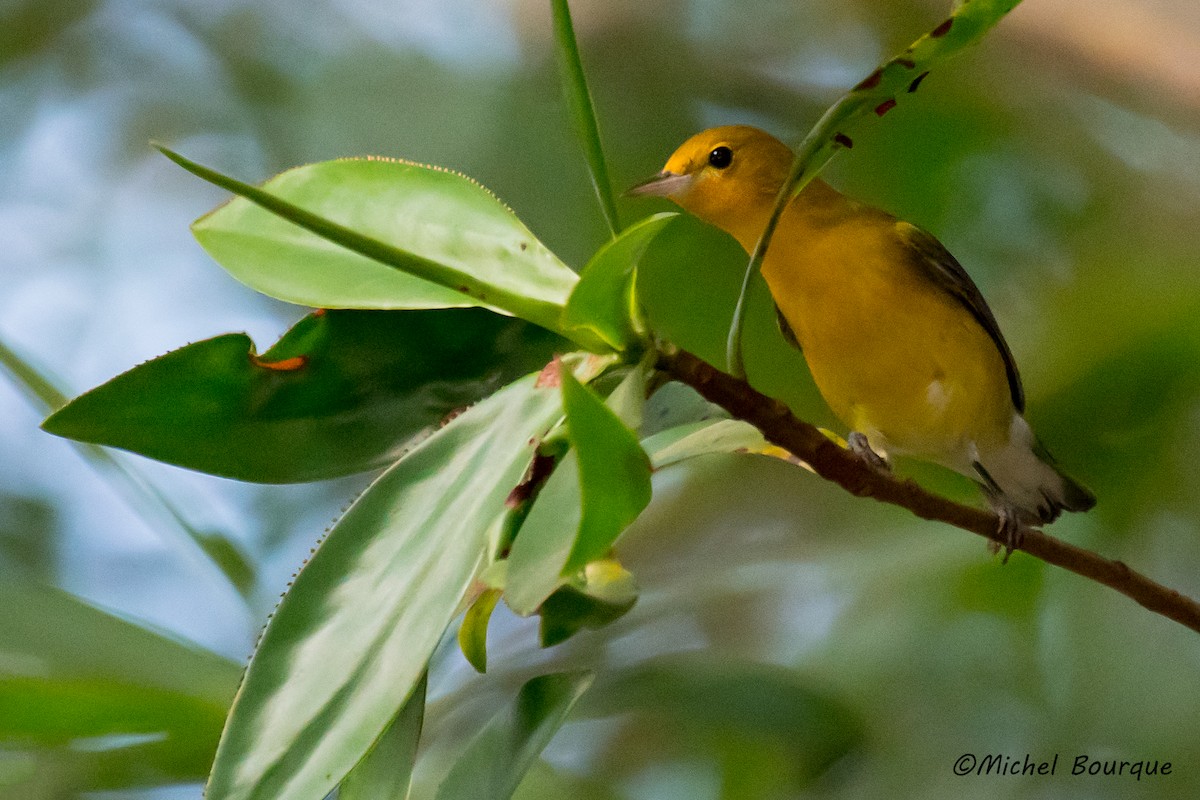 Prothonotary Warbler - ML158358911